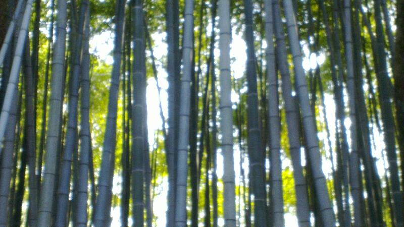 2014-03-24-Bamboo-forest-in-Daitoku-ji-temple.md_14030103.jpg