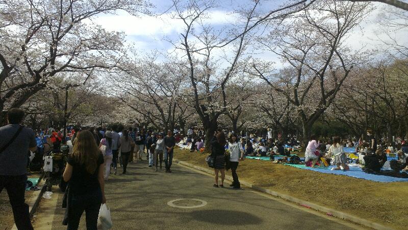 2014-03-29-Hanami-pick-nicks-in-Yoyogi-park.md_14030132.jpg