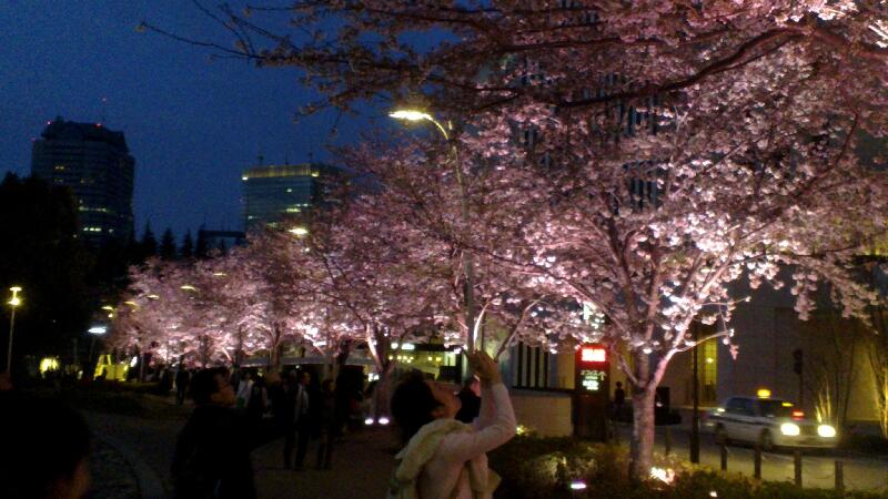 2014-03-29-Sakura-trees-by-night.md_14030135.jpg